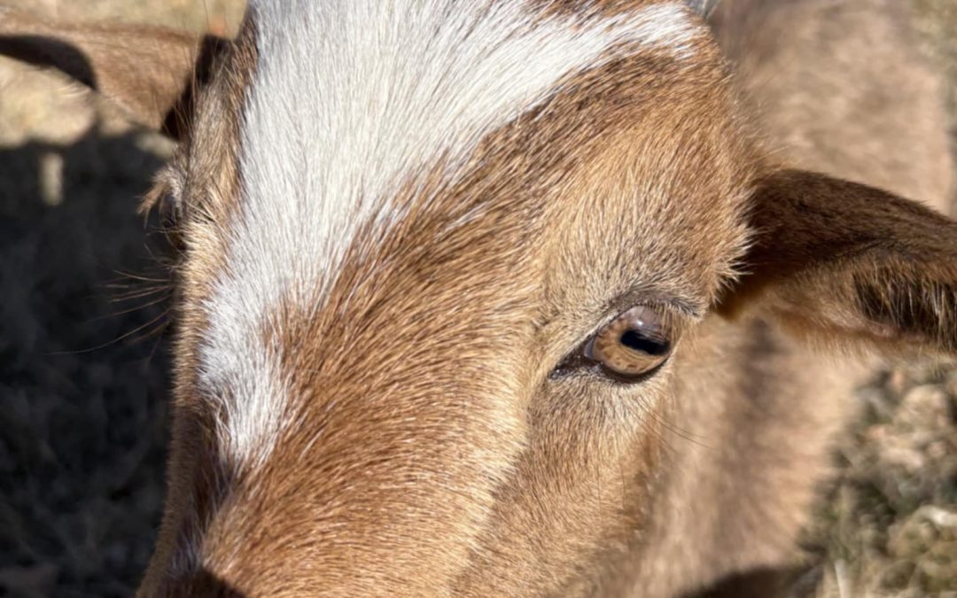 Painting with Baby Lambs! $13 Event Fee